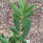 Eugenia pyriformis Leaf