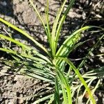 Carex muskingumensis Leaf