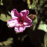 Mirabilis multiflora Flower