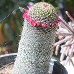 Mammillaria matudae Fleur