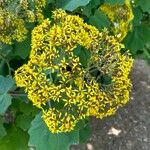 Roldana petasitis Flor