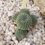 Rebutia minuscula Leaf