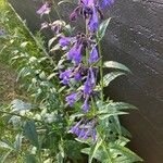 Nepeta sibirica Flor