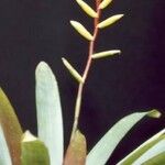 Vriesea ensiformis Fleur