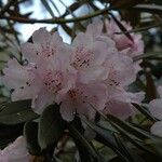 Rhododendron adenogynum Flower