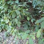 Tetracera alnifolia Buveinė