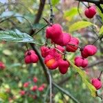 Euonymus europaeus Frutto