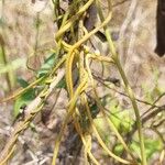 Cassytha filiformis മറ്റ്