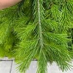 Abies sibirica Blatt