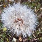 Crepis foetida Mbuma