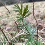 Dichoropetalum carvifolia Blatt