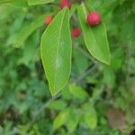 Ilex mucronata पत्ता