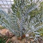 Encephalartos horridus Hábitos