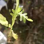 Volutaria tubuliflora Hoja