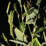 Calopogonium mucunoides Fruit