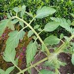 Solanum lycopersicumLeaf