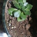 Aeonium haworthii Leaf