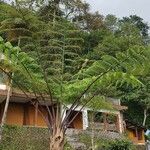 Dicksonia antarctica 葉