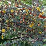 Fremontodendron californicum ശീലം