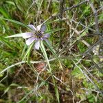 Geropogon hybridus Çiçek