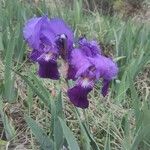 Iris lutescensFlor