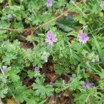 Geranium pusillumKukka