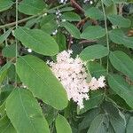 Sambucus canadensisBlomma