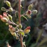 Scrophularia scorodonia 花