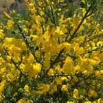 Cytisus scopariusЛист