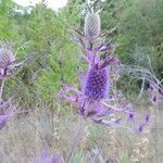 Eryngium leavenworthii Λουλούδι