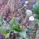 Anemone hybrida आदत