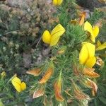 Ononis natrix Virág