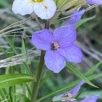 Erysimum bicolor Λουλούδι