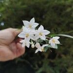 Solanum laxumFlower