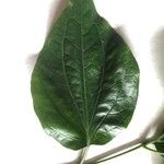 Piper sarmentosum Лист