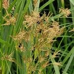 Cyperus longus Blodyn