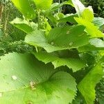 Inula helenium Leaf