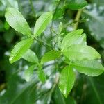 Zanthoxylum asiaticum पत्ता