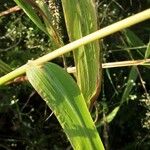 Echinochloa crus-galli Ліст