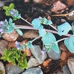 Mertensia maritima Celota