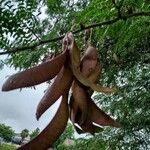 Gleditsia triacanthosFlower