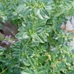 Thymus gobicus Leaf