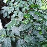 Coffea arabica পাতা