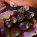 Castanea mollissima Tunda