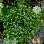 Visnaga daucoides Leaf