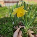 Narcissus pseudonarcissus Цвят
