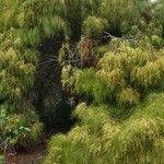 Acacia cognata Costuma