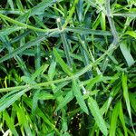 Verbena bonariensis Blad