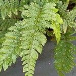 Polystichum polyblepharum Hoja