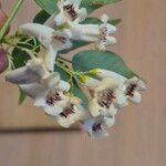Pandorea pandorana പുഷ്പം